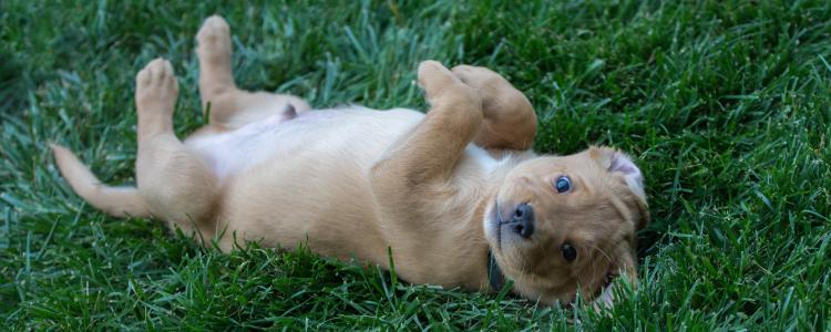 main of Is Your Family Ready to Adopt a Puppy? There Are Many Things to Consider
